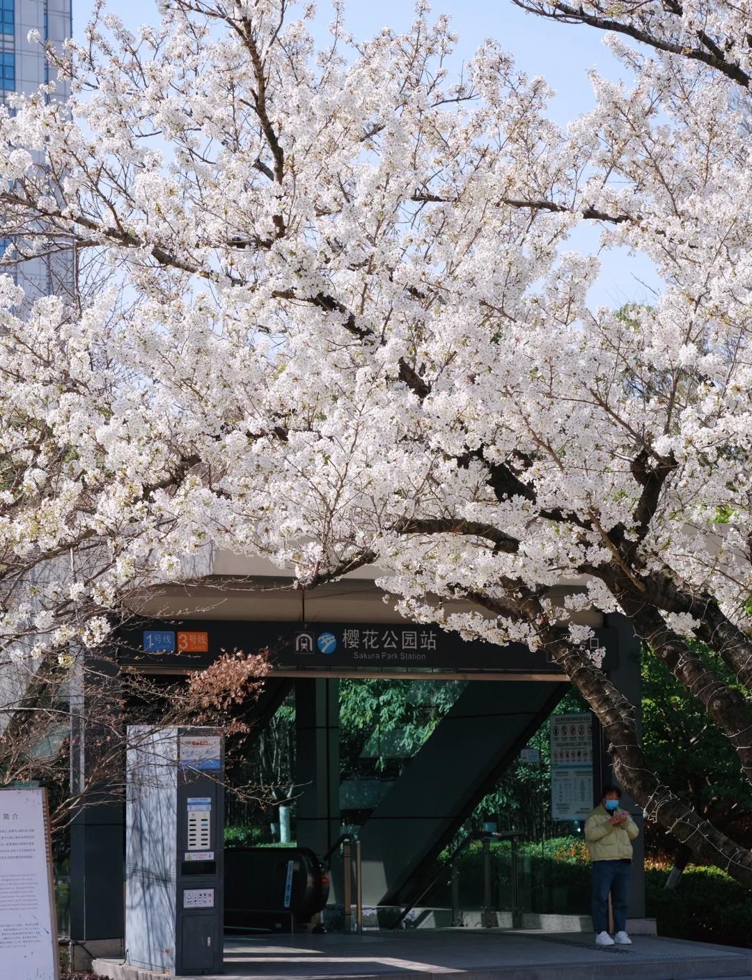 宁波樱花公园多大图片