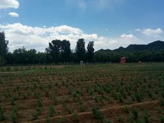-北京东方普罗旺斯薰衣草庄园