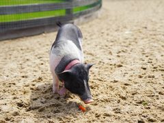 -前小桔亲子创意农场·草莓采摘·露营烧烤