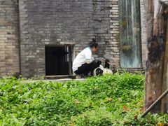 -都江堰中华大熊猫苑