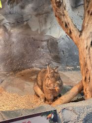 -Zoolung Zoolung动物主题公园(海信广场店)