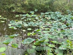 -合肥滨湖国家森林公园