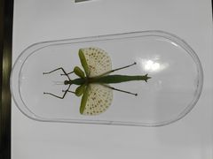 -上海昆虫博物馆