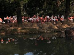 -上海野生动物园