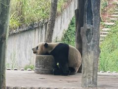 -中国大熊猫保护研究中心雅安碧峰峡基地
