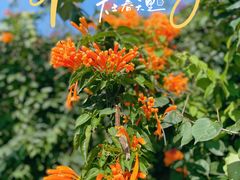 -天适樱花悠乐园