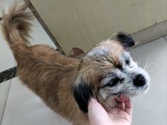 -宠颐生嘉德动物医院