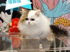 -中粮·祥云小镇