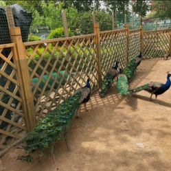 -萌宠亲子动物乐园(槐房万达店)