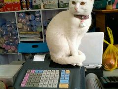 招财猫-唐小姐の猫狗洗护·购宠旗舰店(周浦万达店)