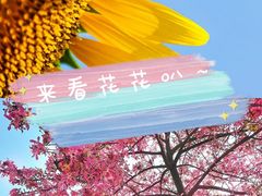 -百万葵园