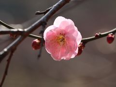 -无锡梅园公园