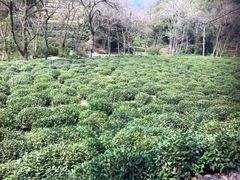 iphone_upload_pic-九溪烟树