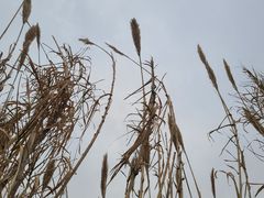 -贡湖湾湿地公园