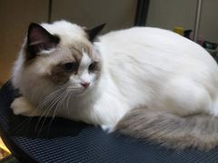 -帕帕拉兹宠物(亚洲旗舰店)