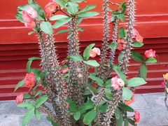 -西双版纳傣族园