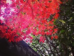 -秋霞圃