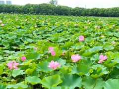 -荷塘月色湿地公园·向阳花洲