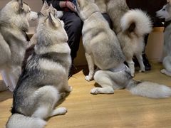 -Husky Go! 哈士奇体验馆·宠物咖啡厅狗咖