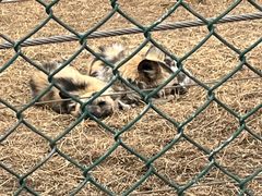 -鄂尔多斯野生动物园