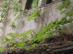 -乌镇景区
