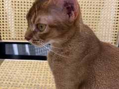 -琪喵猫屋·撸猫猫咖·猫舍