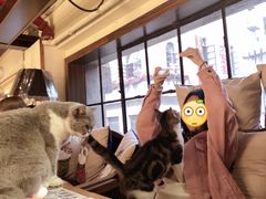 -more than meow吴止猫主题餐厅(承德 中船汇店)