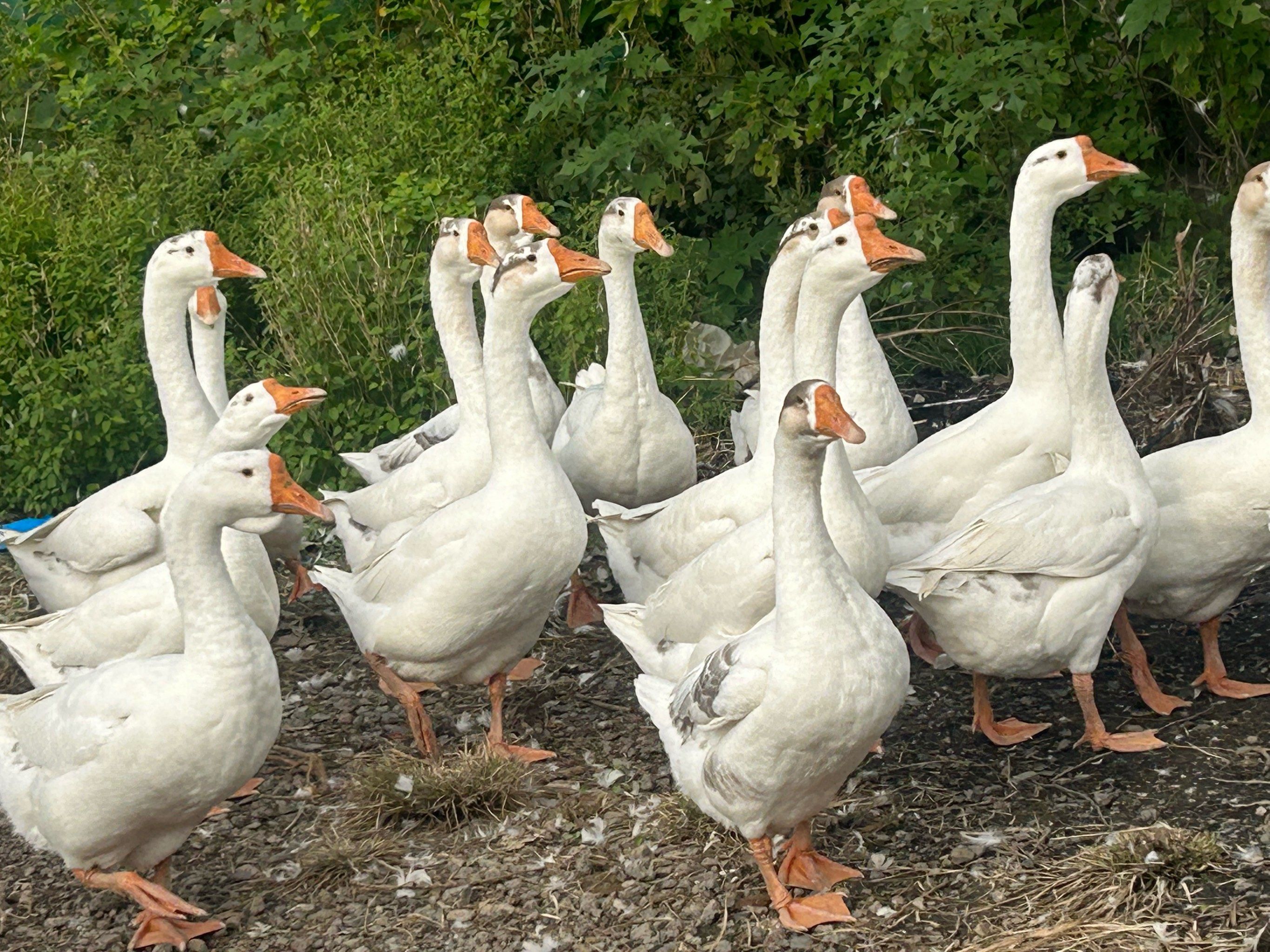 大鹅的秋日故事