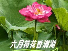-沐仙湖湿地公园