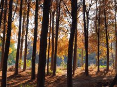 -上海海湾国家森林公园