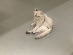 -飞行喵MR PILOT|猫舍·猫咖(静安大融城店)