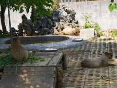 -合肥野生动物园