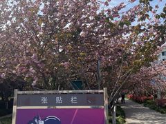 -高东镇樱花园