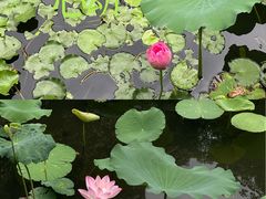 -荔湾湖公园