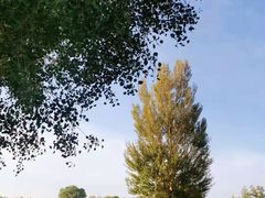 -金塔沙漠胡杨林景区