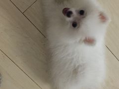 -艾贝尔宠物医院·狂犬免疫点(江山金象城店)