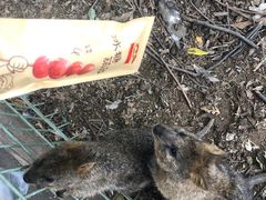 -费瑟代尔野生动物园