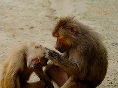 -杭州野生动物世界