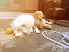 -百好乐宠物友好餐厅(朝外大街店)