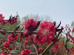 -海棠花溪(元大都城垣遗址公园)