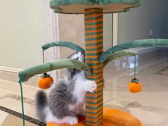 -momokira米努特·德文卷毛猫·棉花面纱犬