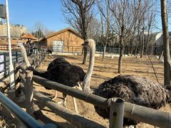 -大连森林动物园