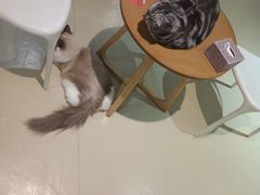 -藏猫猫咖啡主题馆(中央大道店)