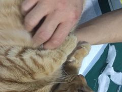 -美联众合宠物医院·爱萌分院·内外科·猫科中心