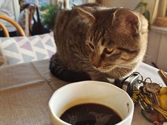 -海边的猫和咖啡馆