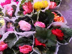 -大自然花鸟鱼虫市场