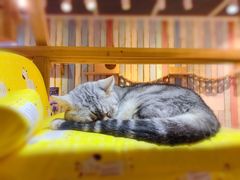 -小时光咖啡馆(开森度假森林店)