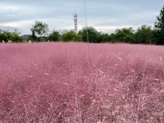 -羊亭河湿地公园