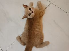 -东方名猫馆·英短金渐层布偶猫舍(环线广场1号楼店)