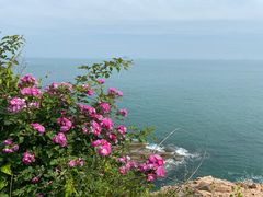 -小麦岛公园